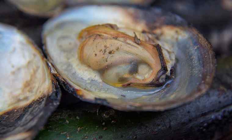 河蚌的营养 河蚌价格多少钱一斤 河蚌有什么营养价值