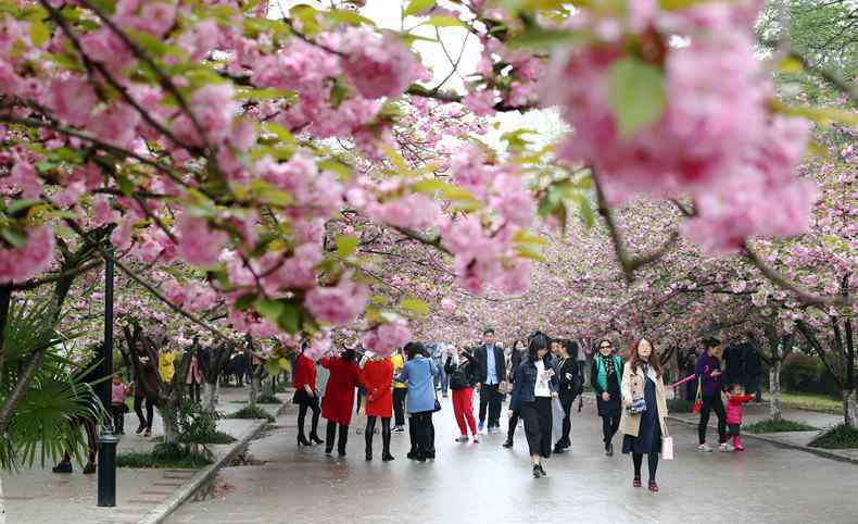 玉渊潭樱花什么时候开 2019玉渊潭樱花节时间 门票价格是多少？