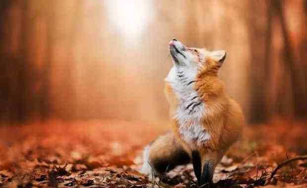 狡猾的狐狸 为什么人说狐狸狡猾？ 狐狸真的“狡猾”吗？