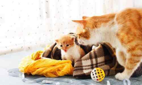 猫生小猫前提示主人 科普：孕期母猫生产前的征兆，遇到这5种突发状况需求助兽医
