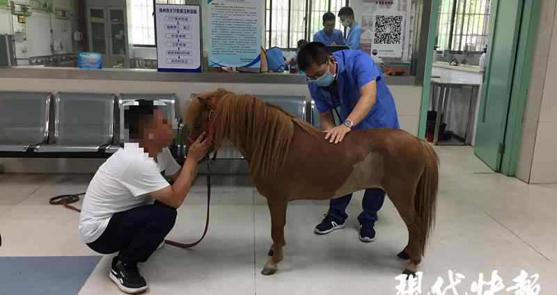 pony马 “暴力梅” + 持续高温，这匹昂贵的 Pony 马熬不住了