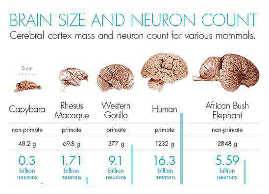 超级大脑 人类是如何进化出超级大脑的？