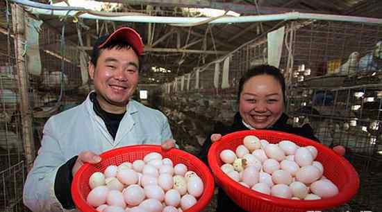 肉鸽养殖新技术 科学高效提高肉鸽蛋产量【肉鸽养殖技术】