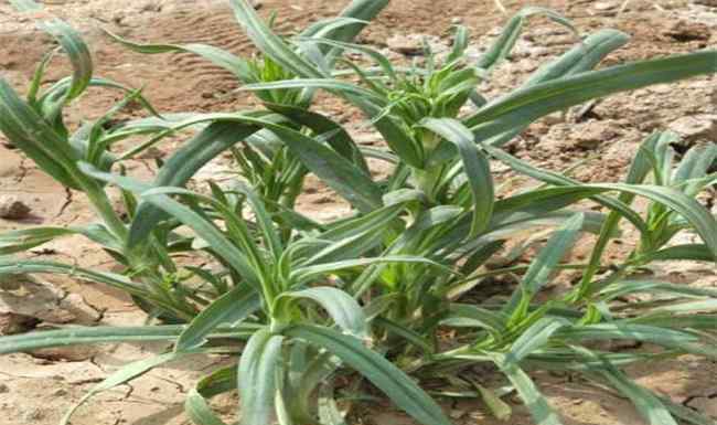 面条菜是什么菜 面条菜种植的时间和方法