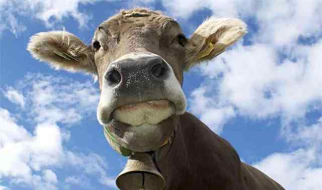 科学养牛 科学养牛大法，引起巨大争议的养牛新方式，讨伐声一片！