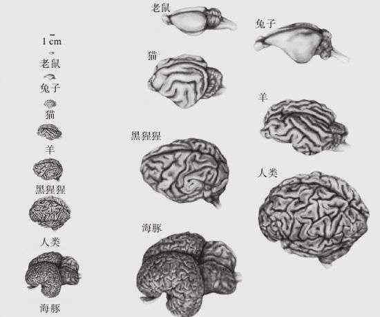 智能计算机 当计算机智能超越人类 人工智能奇点会到来吗？