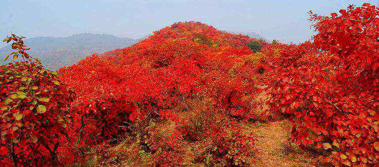香山红叶几月份好看 香山红叶几月份好看，从9月下旬起至11月中旬！