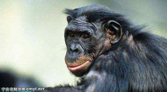 倭黑猩猩最臭名昭著 倭黑猩猩真的是性爱狂吗？