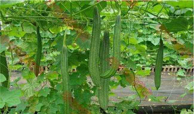棱 八棱瓜的种植方法