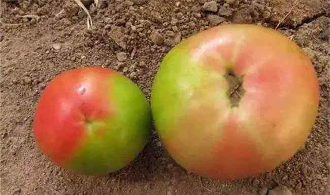 西红柿花 番茄花皮的原因及防治方法