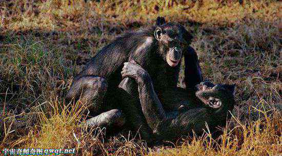 倭黑猩猩最臭名昭著 倭黑猩猩真的是性爱狂吗？