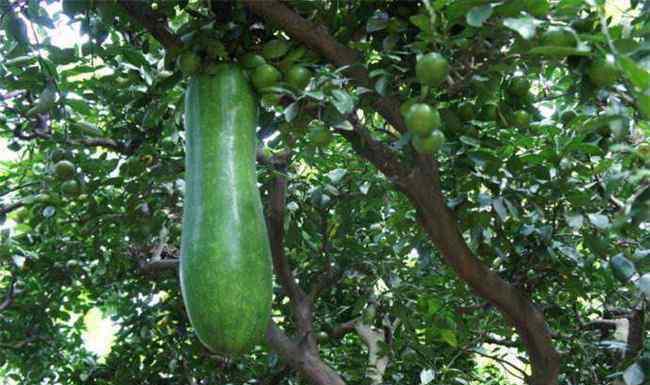 瓠瓜 瓠瓜的栽培技术