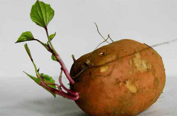 发芽的红薯能吃吗 为什么红薯放久了会比较甜？ 红薯发芽了究竟还能不能吃？