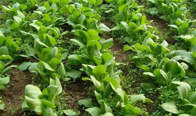 一年四季可以种的蔬菜 一年四季可以种的蔬菜