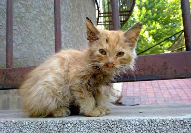 传染性腹膜炎 可怕的绝症——猫传染性腹膜炎