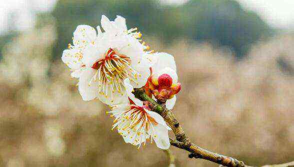 春天开什么花 春天开的花有哪些，美丽的花多得让你傻傻分不清！