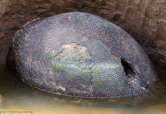 雕齿兽 阿根廷发现1万年历史巨型雕齿兽壳