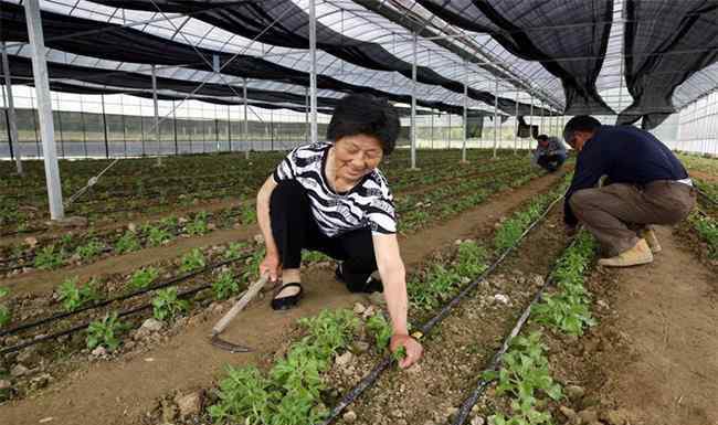 冰菜 冰菜怎么种植