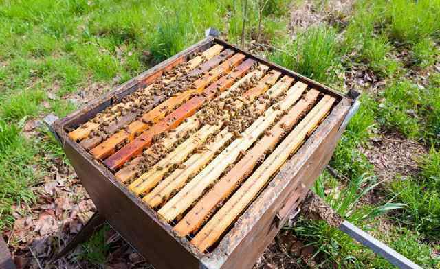 空蜂箱怎么引来蜜蜂 空蜂箱如何引来蜜蜂入住？掌握3种诱蜂方法，蜜蜂抢着来