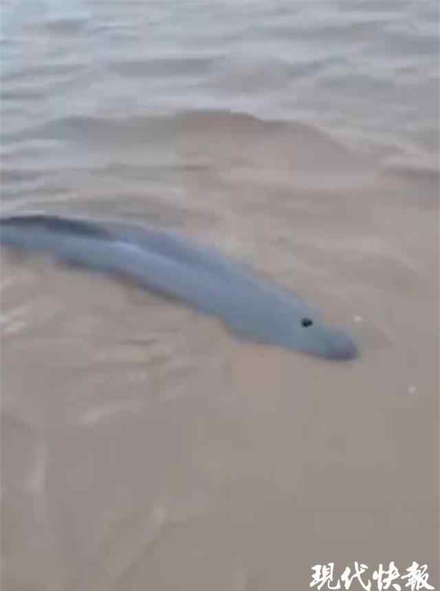 海豚搁浅 危急！3 只海豚在盐城海边搁浅