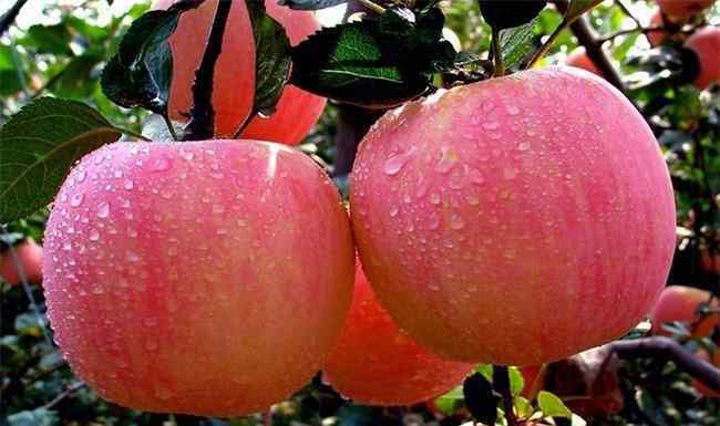 现在苹果多少钱 红肉苹果多少钱一斤