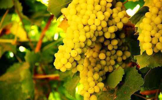 吐鲁番的葡萄 吐鲁番的葡萄为什么甜？ 哪些自然要素影响了葡萄的品质？