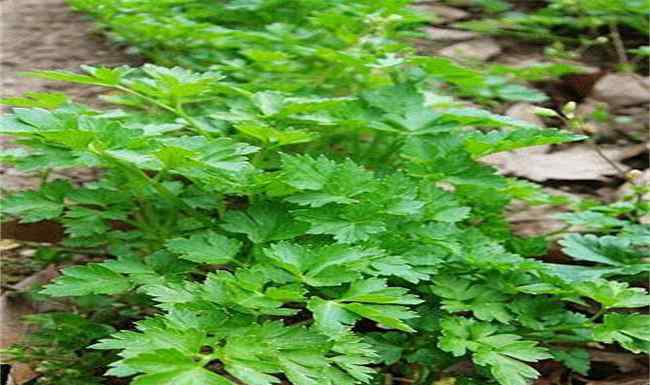 香芹 欧芹的种植方法