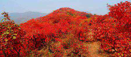 香山在哪里个城市 以红叶著名的香山位于哪座城市，北京！