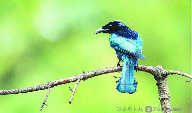 沙锥鸟 南昌好生态吸引大批鸟儿度夏