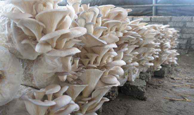 种植蘑菇 蘑菇种植技术