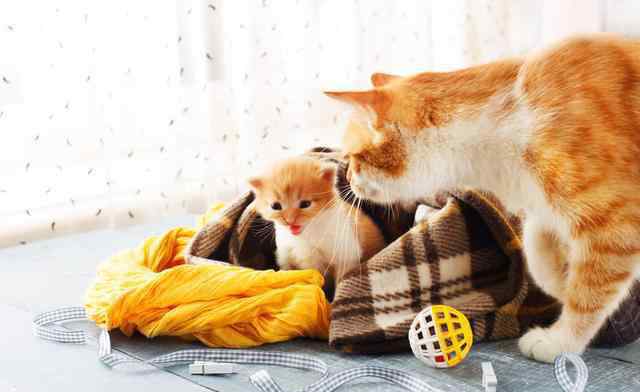 母猫生小猫后注意事项 科普：孕期母猫生产前的征兆，遇到这5种突发状况需求助兽医