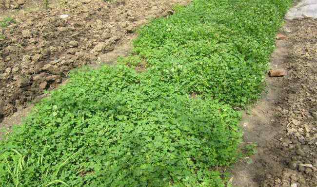 金花菜 金花菜的种植方法