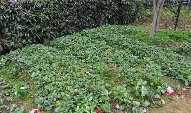 金花菜 金花菜的种植方法