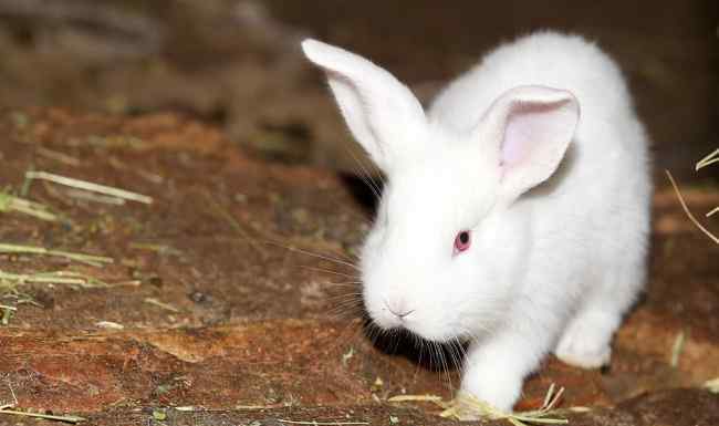 兔子养殖前景 2018年兔子养殖前景及市场价格