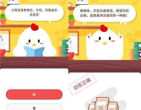 羊驼 羊驼究竟是羊还是驼 接下来我们一起看看