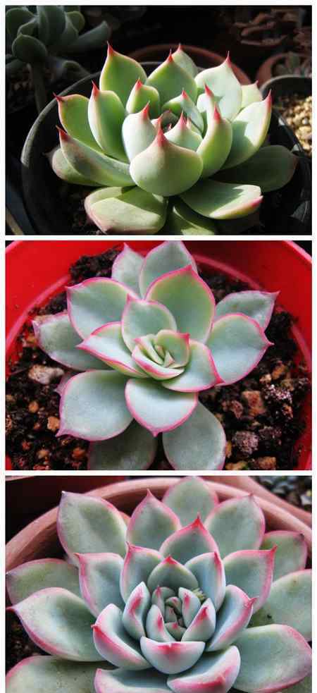 月光女神多肉 多肉植物花月夜，月光女神，吉娃娃如何区分？