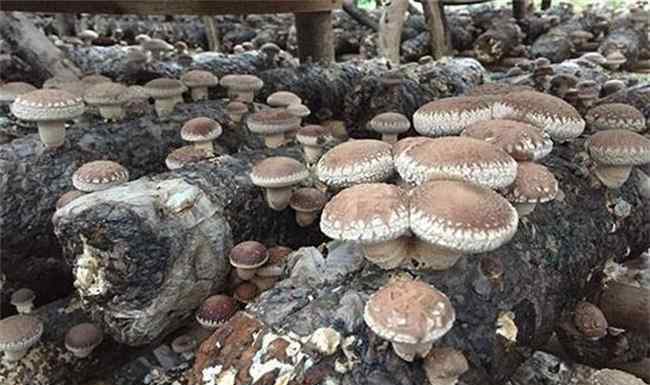 种植蘑菇 蘑菇种植技术