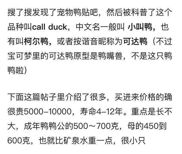 科尔鸭多少钱 王思聪买的鸭子模样娇俏又可爱 柯尔鸭是什么品种多少钱