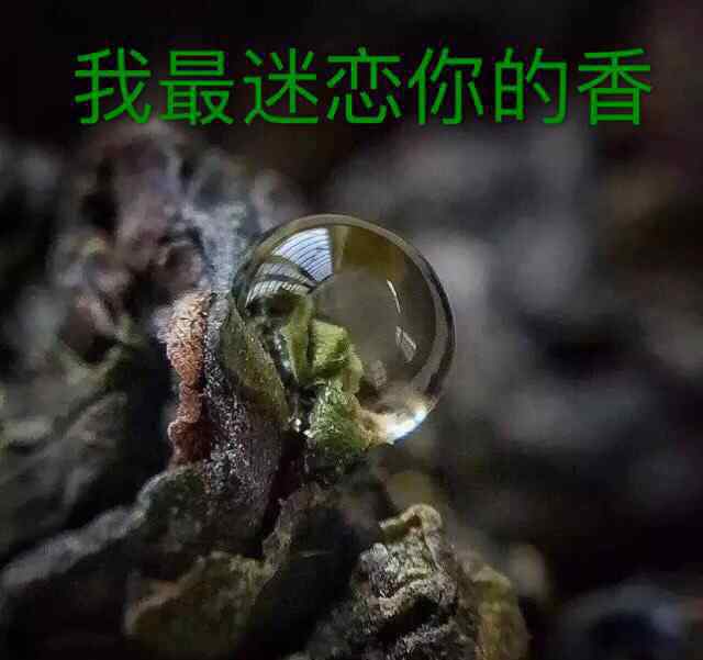 传奇铁观音 铁观音传奇电视剧