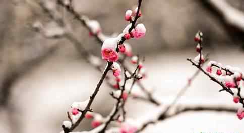 梅花造句 梅花的解释及造句