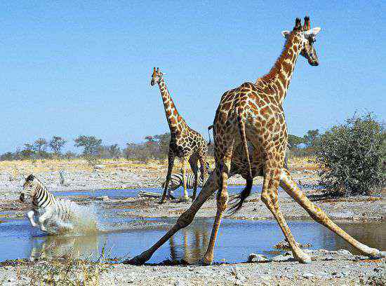 霍加狓 长颈鹿个子高的秘密揭开：几个基因决定外形