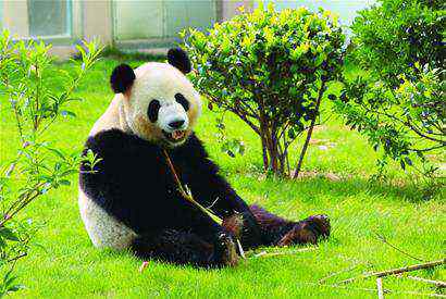熊猫的生活习性 大熊猫走路为什么是内八字？生理结构以及生活习性决定