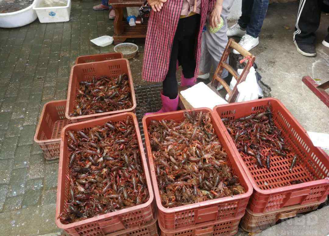 小龙虾养殖 去年卖了80多万今年才10多万 小龙虾养殖户：有时候比菜价还便宜