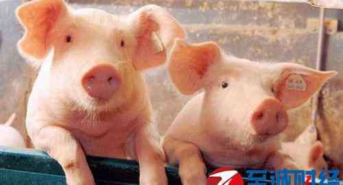 安徽猪价 1月30日安徽省生猪价格最新行情、今日猪价一览表