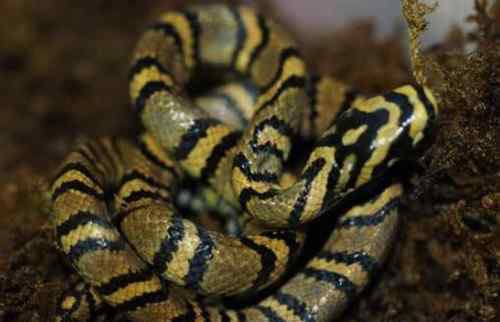 横斑锦蛇 中国繁育最美蛇 网友：难道是“白娘子”现身了吗