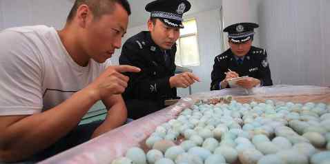白鹭鸟 警方查获白鹭鸟蛋 原来是三个贼在云台山上偷的 竟然有410枚之多
