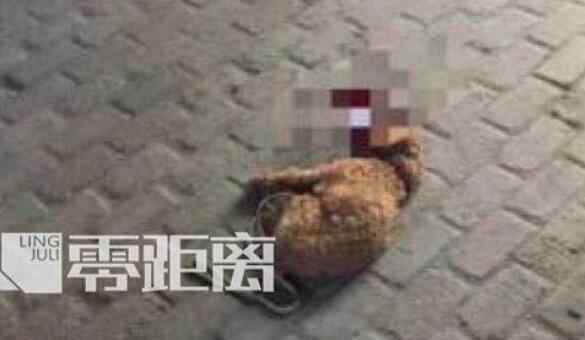 狗狗咬了主人会后悔吗 血腥一幕！儿子被咬摔死泰迪 狗主人：为了我家狗狗全场打7折！