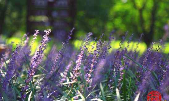 兰花三七 植物园里"兰花三七"魅力释放 花开绚烂