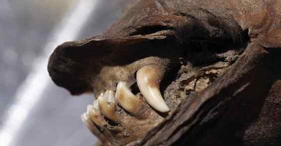 已经复活的灭绝生物 克隆专家发现12400年前“秃麻”狗干尸 已灭绝的动物或将“复活”