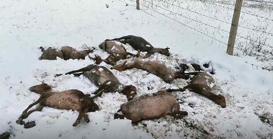 新疆大雪 突降大雪！新疆特克斯400多名游客滞留，近500头只牲畜受冻死亡
